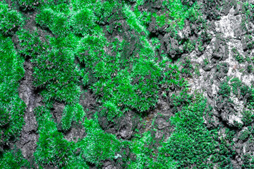 tło ze starego drzewa z kory drzewa