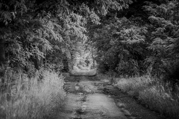 romantyczna droga w lesie w kolorze czarno-bialym © Henryk Niestrój