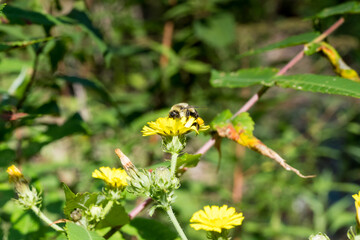 bee on yellow flower