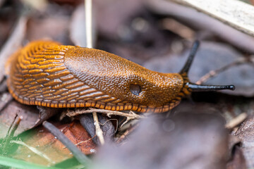 Ślinik luzytański gatunek lądowego, nagiego ślimaka trzonkoocznego z rodziny ślinikowatych (Arionidae) © Henryk Niestrój