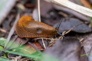 Ślinik luzytański gatunek lądowego, nagiego ślimaka trzonkoocznego z rodziny ślinikowatych (Arionidae) © Henryk Niestrój