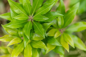 zielone soczyste liście jako tło