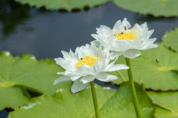 The beautiful blossoming white lotus with bees working on it