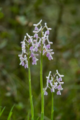 Horned orchid (Orchis longicornu), Bunnari Sassari, Sardinia, Italy, Europe