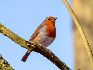 European robin, Erithacus rubecula, on a tree branch