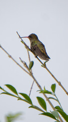 Picaflor verde (Chlorostilbon lucidus) posado en un rama © Martin