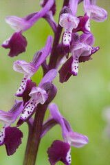 Horned orchid (Orchis longicornu), Bunnari Sassari, Sardinia, Italy, Europe