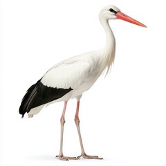 Proud white stork standing tall with its elegant posture captured against a bright white background