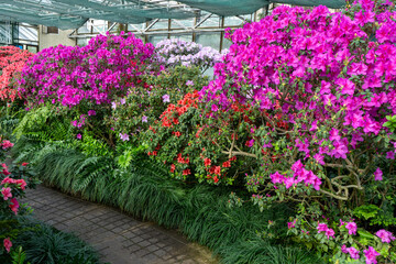 Azalea bud flower. Rhododendron plant in garden. Floral background. Pink purple bush. Path in greenhouse