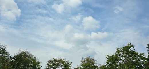  Tall green trees contrast with the blue sky and white clouds. Sky Blue and white cloud  thin clouds floating.  Clear blue sky with some clouds.Elegant empty blue background.  Horizon Spring, 
