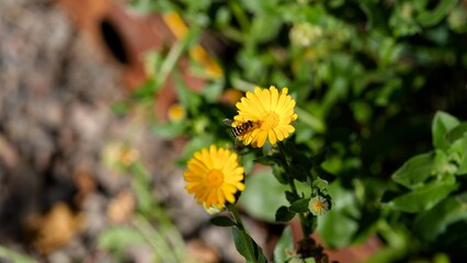 Hoverfly drinking nectar from a yellow calendula in nature