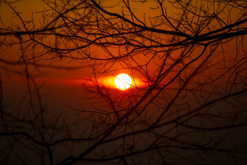 Sunrise time behind bare tree branch. abstract background.