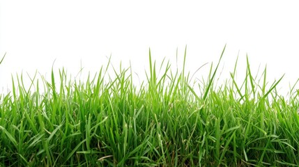 Fresh green grass, close up, isolated background,  nature, ideal for background, design, nature photography, illustration