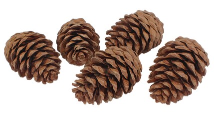 Set of Five Natural Brown Pinecones on White Background Showcasing Textural Detail and Organic Shape