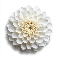 Close Up of a White Dahlia Flower on White Background