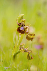 Mirror orchid. Ophrys speculum or Ophrys ciliata. Sardinia, Italy.