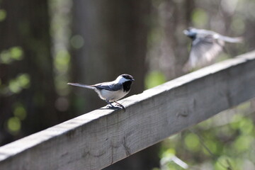 Black Capped Chickadee at local park