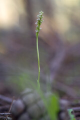 Dense-flowered Orchid, Neotinea maculata, wild orchid in. Lago di Baratz, Sassari, Sardinia. Italy