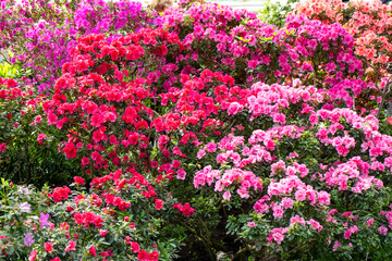 Fototapeta premium Azaleasmulticolor bud flower. Rhododendron plant in garden. Floral background. Pink bush