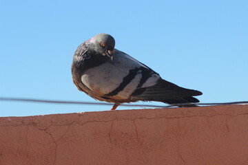 A close-up shot of rock dove or rock pigeon, common pigeon