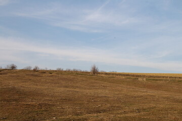 Obraz premium A field with a few trees