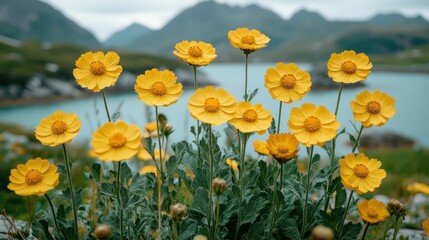 Obraz premium Vibrant yellow wildflowers by a tranquil lake