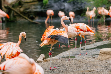 Majestic flamingos gracefully roam the tropical lake. Pink tropical birds in their natural habitat.