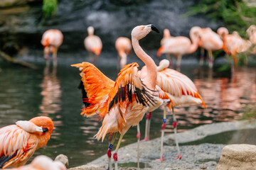 Majestic flamingos gracefully roam the tropical lake. Pink tropical birds in their natural habitat.