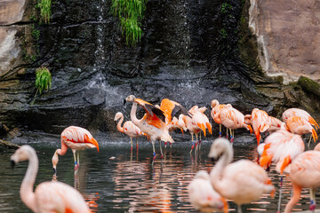 A group of pink flamingos stands in a small pond. Beautiful pink birds in exotic nature.