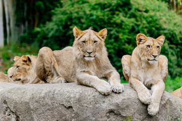 A group of lions resting in the wild. The concept of animal and wildlife protection.