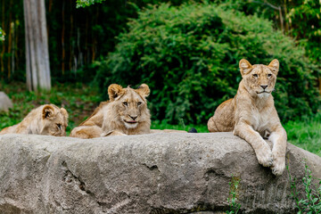 Close-up. A family of incredibly beautiful lions lie on a rock in their neighborhood and survey the area. Cotnzecpy of animal protection.