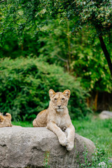 A lioness resting in the wild. The concept of animal and wildlife protection.
