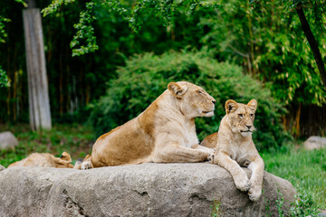 Close-up. A family of incredibly beautiful lions lie on a rock in their neighborhood and survey the area. Cotnzecpy of animal protection.