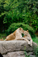 A group of lions resting in the wild. The concept of animal and wildlife protection.