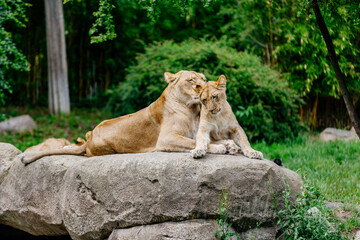 A group of lions resting in the wild. The concept of animal and wildlife protection.