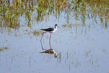 Stelzenläufer spiegelt sich im seichten Wasser