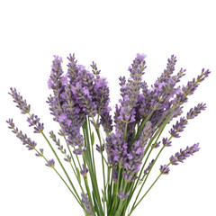 Obraz premium Bunch of Fresh Lavender Flowers