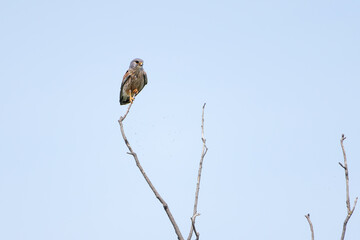 Turmfalke sitzt auf einem Ast