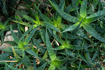 Aloe flower. Green plant leaf growing. Medicine herb background