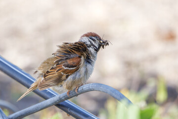 Feldsperling mit Insekten im Schnabel