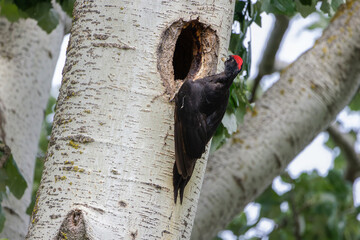 Schwarzspecht vor Bruthöhle