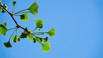 Green leaves of a gingo tree on a branch against a clear blue sky.