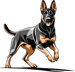 Belgian Malinois dog vector illustration white background
