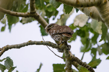 Steinkauz mit Beute auf einem Baum
