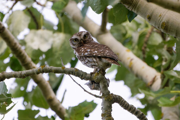Steinkauz mit Beute auf einem Baum