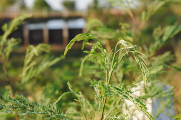 Close-up of green water mimosa plant.