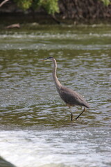 Great Blue Heron on the Fox River