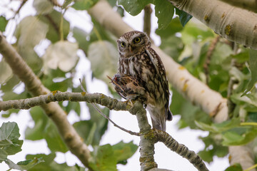 Steinkauz mit Beute auf einem Baum