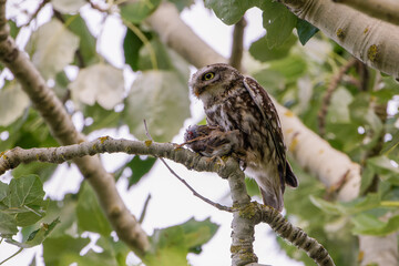 Steinkauz mit Beute auf einem Baum
