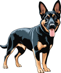 Belgian Malinois dog vector illustration white background